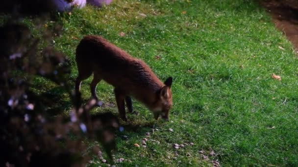 Красная Лиса Vulpes Vulpes Является Крупнейшим Настоящих Лис Одним Наиболее — стоковое видео