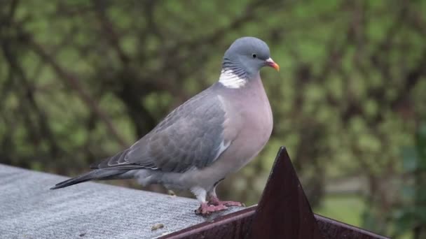 Pigeon Des Bois Est Une Espèce Famille Des Colombes Des — Video