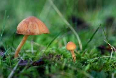 Kentsel evdeki küçük zehirli mantarlar sonbaharda nemli yosunlarla çimenleri kesiyor.