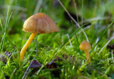 Kentsel evdeki küçük zehirli mantarlar sonbaharda nemli yosunlarla çimenleri kesiyor..