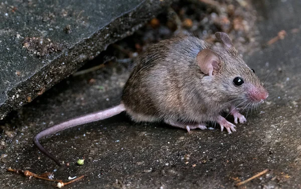 Ratón Casa Pequeño Mamífero Del Orden Rodentia Característicamente Con Hocico — Foto de Stock