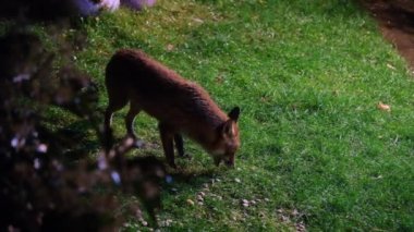 Kızıl Tilki (Vulpes vulpes) gerçek tilkilerin en büyüğüdür ve etoburlar sınıfının en yaygın üyelerinden biridir.
