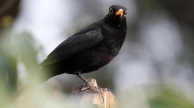 Karatavuk gerçek ardıç kuşunun bir türüdür. Ayrıca Avrasya karatavuğu olarak da adlandırılır, ya da sadece karatavuk benzer görünümlü yerel bir türle kafa karışıklığına yol açmaz. Erkek..