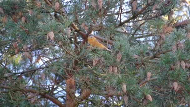 Kırmızı Gagalı Loxia Curvirostra Ispinozgiller Fringillidae Familyasından Bir Kuş Türü — Stok video