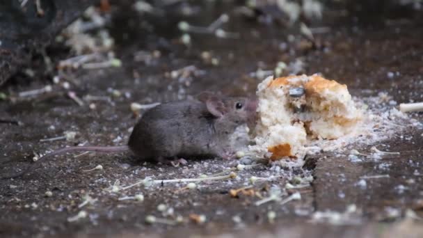 家のマウスはロデティアの小さな哺乳動物であり 特徴的には尖った鼻先 大きな丸みを帯びた耳 長い毛のある尾を持っている これはMus属の中で最も豊富な種の一つである — ストック動画