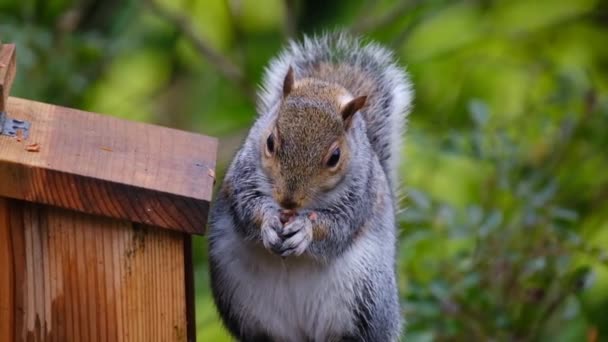 Grijze Eekhoorn Sciurus Een Eekhoorn Uit Familie Van Eekhoorns Sciurus — Stockvideo