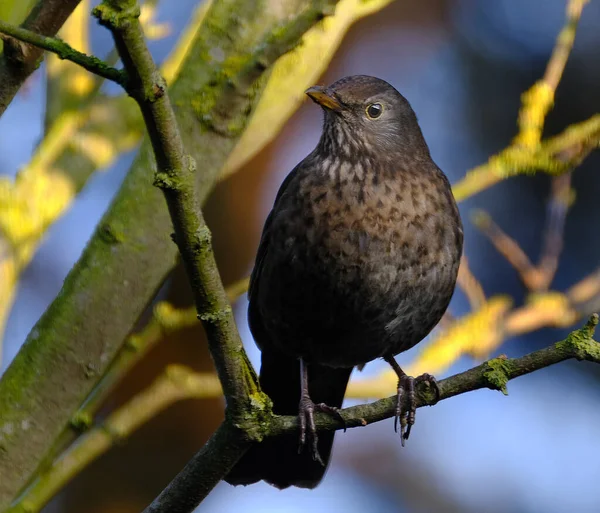 The common blackbird is a species of true thrush. It is also called the Eurasian blackbird, or simply the blackbird where this does not lead to confusion with a similar-looking local species. Female in urban house garden.