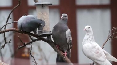 Güvercinler, aynı zamanda şehir güvercinleri, şehir güvercinleri ya da sokak güvercinleri olarak da adlandırılır, vahşi doğaya geri dönen güvercinlerin soyundan gelen güvercinlerdir.