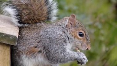 Doğu gri sincabı (ayrıca bölgeye bağlı gri sincap olarak da bilinir), Sciurus cinsinde bir ağaç sincabı. Kuzey Amerika 'nın doğusunda yer alır ve ekolojik olarak en önemli doğal orman yenileyicisidir.. 