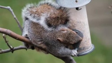 Doğu gri sincabı (ayrıca bölgeye bağlı gri sincap olarak da bilinir), Sciurus cinsinde bir ağaç sincabı. Kuzey Amerika 'nın doğusunda yer alır ve ekolojik olarak en önemli doğal orman yenileyicisidir.. 
