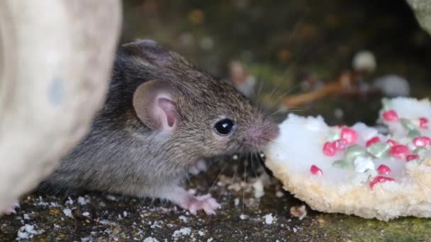 Husmusen Ett Litet Däggdjur Ordningen Rodentia Karakteristiskt Har Spetsig Nos — Stockvideo