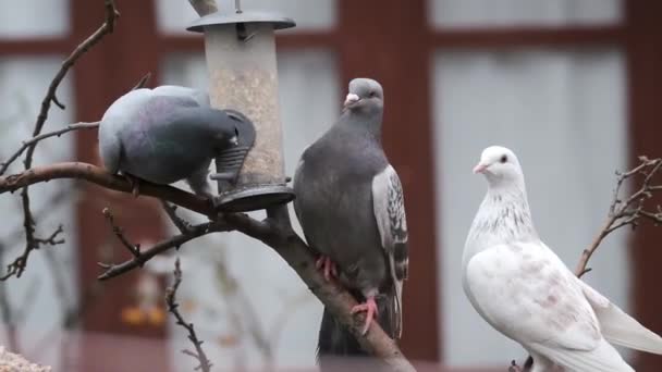 Les Pigeons Sauvages Aussi Appelés Colombes Ville Pigeons Ville Pigeons — Video