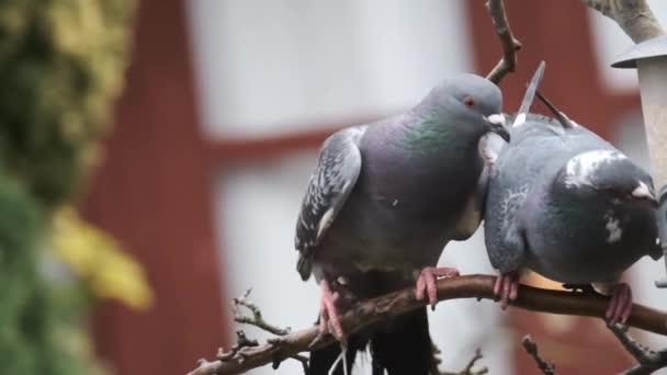 Güvercinler Aynı Zamanda Şehir Güvercinleri Şehir Güvercinleri Sokak Güvercinleri Olarak — Stok video