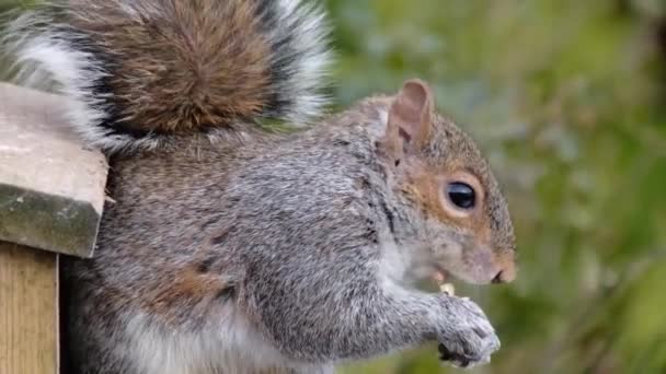 东方灰松鼠 Eastern Gray Squirrel 也被称为灰松鼠 Grey Squirrel 是山龙属的一种树松鼠 它原产于北美东部 是当地最庞大 — 图库视频影像