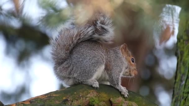 Das Östliche Grauhörnchen Nach Region Auch Als Grauhörnchen Bekannt Ist — Stockvideo