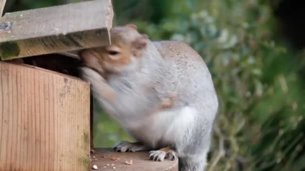 Das Östliche Grauhörnchen Nach Region Auch Als Grauhörnchen Bekannt Ist — Stockvideo