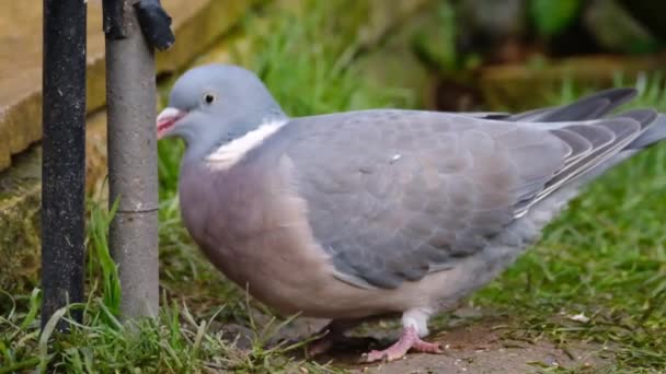 Obyčejný Holub Velký Druh Holubice Holubice Patří Rodu Columba Jako — Stock video