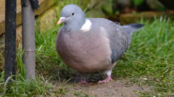 Pigeon Des Bois Est Une Espèce Famille Des Colombes Des — Video