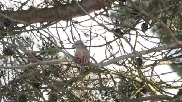 Çapraz Gagalı Kuş Ispinozgiller Loxia Familyasından Bir Kuş Cinsidir Kuşlar — Stok video