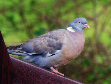 Güvercin ve güvercin familyasından yaygın bir güvercin türüdür. Columba cinsine aittir ve tüm güvercinler ve güvercinler gibi Columbidae familyasına aittir.