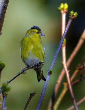 Avrasya ispinozu, ispinozgiller (Fringillidae) familyasından bir kuş türü. Aynı zamanda Avrupalı siskin, yaygın olarak görülen siskin veya sadece siskin olarak da bilinir.