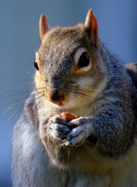 Doğu gri sincabı (ayrıca bölgeye bağlı gri sincap olarak da bilinir), Sciurus cinsinde bir ağaç sincabı. Kuzey Amerika 'nın doğusunda yer alır ve ekolojik olarak en önemli doğal orman yenileyicisidir.