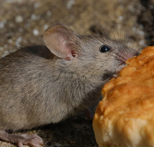 The house mouse is a small mammal of the order Rodentia, characteristically having a pointed snout, large rounded ears, and a long and hairy tail. It is one of the most abundant species of the genus Mus