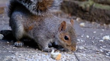 Doğu gri sincabı (ayrıca bölgeye bağlı gri sincap olarak da bilinir), Sciurus cinsinde bir ağaç sincabı. Kuzey Amerika 'nın doğusunda yer alır ve ekolojik olarak en önemli doğal orman yenileyicisidir..