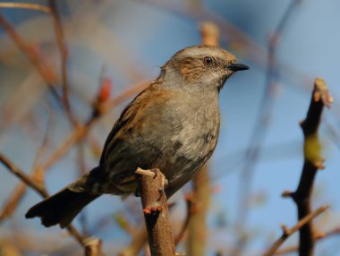 Dunnock, Orta Avrupa 'da ve Asya Rusya' da bulunan küçük bir kuş türüdür. Dunnocks, Yeni Zelanda 'ya da başarıyla sokulmuştur.