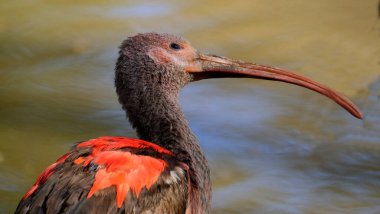 Kızıl aynak, Threskiornithidae familyasından bir aynak türüdür. Güney Amerika 'da ve Karayipler' in bir kısmında yaşar. Genç tüylü genç kuş..