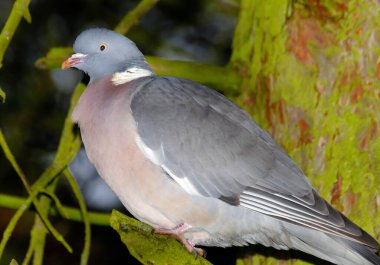 Güvercin ve güvercin familyasından yaygın bir güvercin türüdür. Columba cinsine aittir ve tüm güvercinler ve güvercinler gibi Columbidae familyasına aittir.
