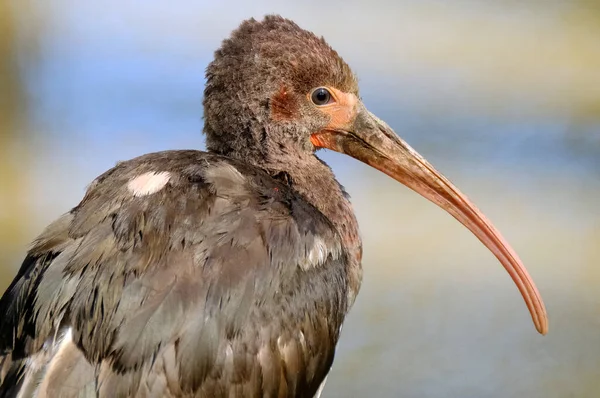 따오기는 Threskiornithidae 속하는 따오기의 일종이다 남아메리카와 카리브해의 일부에 깃털을 — 스톡 사진