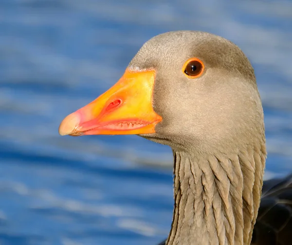 Greylag Goose Graylag Goose Species Large Goose Waterfowl Family Anatidae — Stock Photo, Image