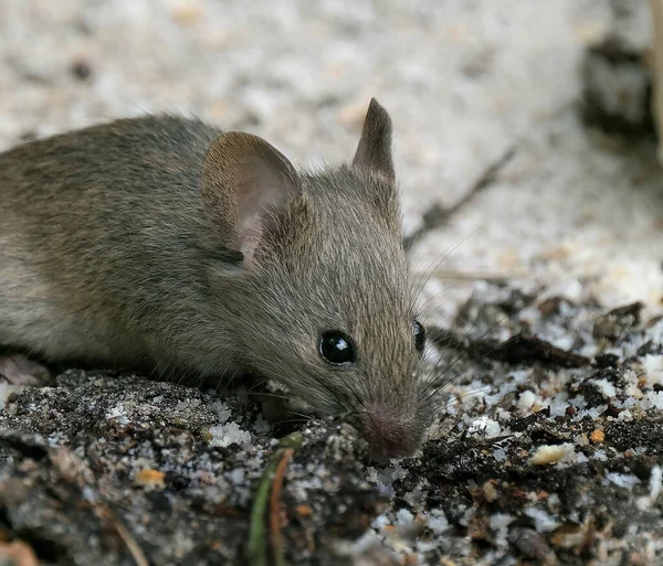 Souris Domestique Est Petit Mammifère Ordre Des Rodentia Caractérisé Par — Photo