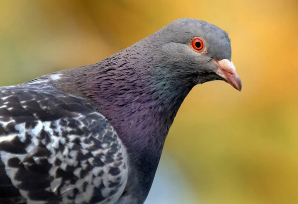 Vadgalambok Columba Livia Domestica Más Néven Városi Galambok Városi Galambok — Stock Fotó