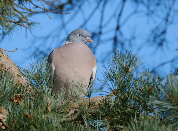 Common Wood Pigeon Large Species Dove Pigeon Family Belongs Genus — Stock Photo, Image