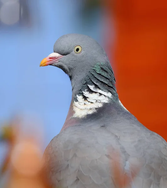 Pombo Madeira Comum Uma Espécie Pomba Família Das Pombas Pertence — Fotografia de Stock