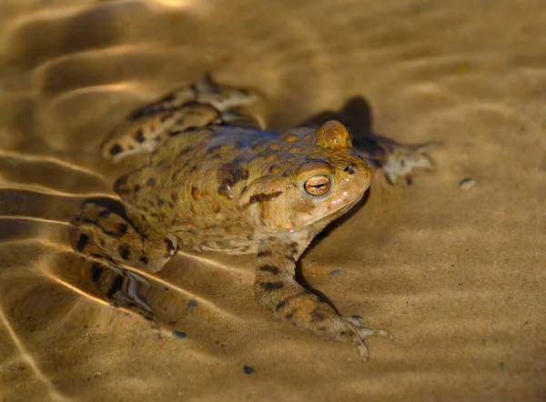 유럽의 개구리 Common Frog 유럽의 일반적 개구리 European Common Brown — 스톡 사진