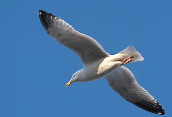The European herring gull is a large gull, up to 66 cm long. One of the best-known of all gulls along the shores of Western Europe, it was once abundant.
