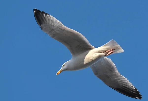 Europese Haringmeeuw Een Grote Meeuw Tot Lang Een Van Bekendste — Stockfoto