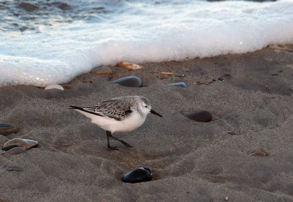 Der Sanderling Ist Ein Kleiner Watvogel Der Name Leitet Sich — Stockfoto