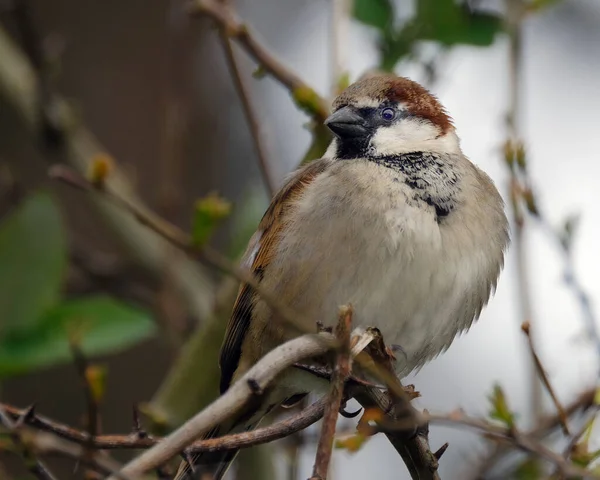 Moineau Domestique Est Oiseau Famille Des Passeridae Présent Dans Plupart — Photo