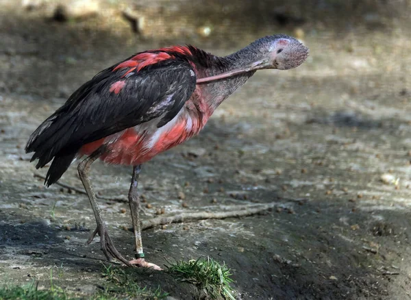 따오기는 Threskiornithidae 속하는 따오기의 일종이다 남아메리카와 카리브해의 일부에 상으로는 비슷하다 — 스톡 사진