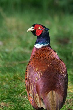 Sülünler, Galliformes familyasına bağlı Phasianinae familyasından birkaç cins kuş türü. Bu bir erkek..