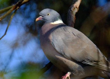 Güvercin ve güvercin familyasından yaygın bir güvercin türüdür. Columba cinsine aittir ve tüm güvercinler ve güvercinler gibi Columbidae familyasına aittir.