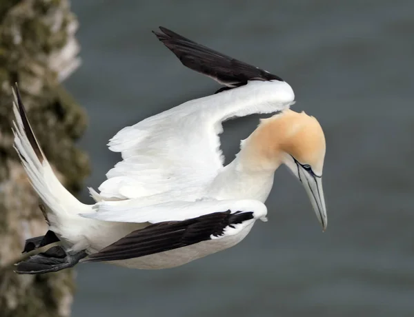 Gannets 모루스 Morus 구성하는 바닷새로 Sulidae 속하며 Boobies Gannet 영국의 — 스톡 사진