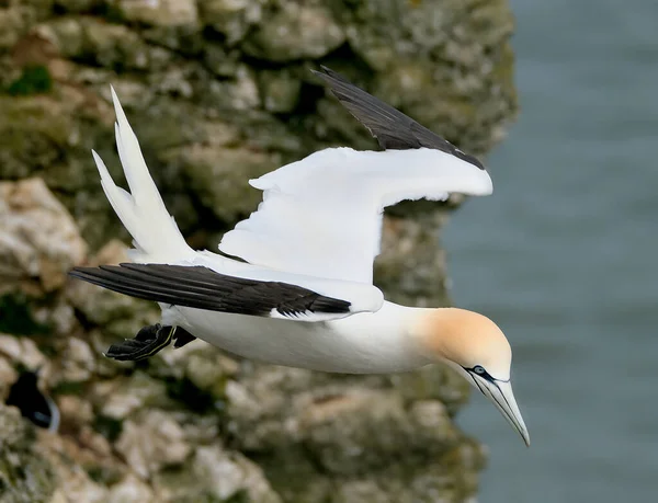 Gannets Son Aves Marinas Que Comprenden Género Morus Familia Sulidae —  Fotos de Stock