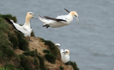 Sümsük kuşları, Sulidae familyasından, meme uçlarıyla yakından ilişkili Morus cinsinden olan deniz kuşlarıdır. 