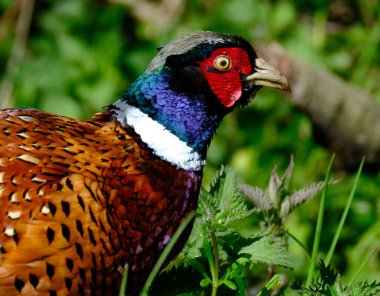 Sülünler, Galliformes familyasından Phasianinae familyasından birkaç cins kuş türü.