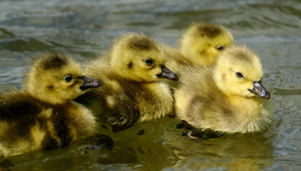 Canadese Gans Een Grote Wilde Gans Met Een Zwarte Kop — Stockfoto